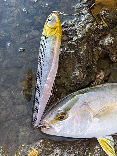 ショゴの釣果