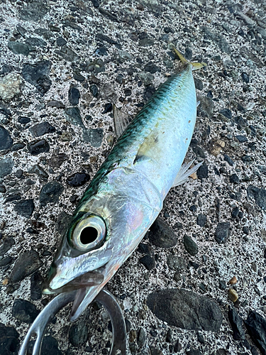 ソウダガツオの釣果