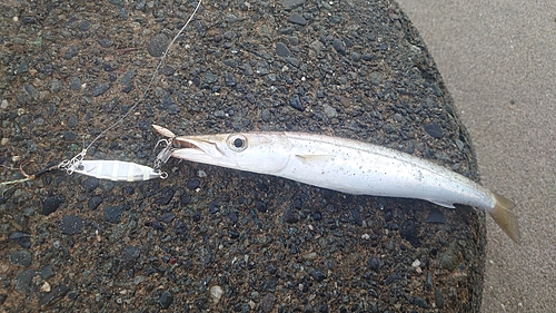 カマスの釣果