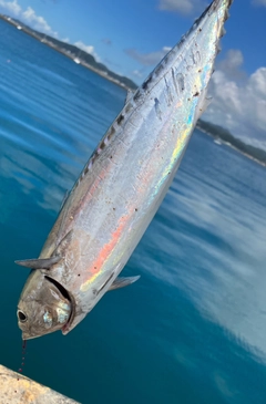 マルソウダの釣果