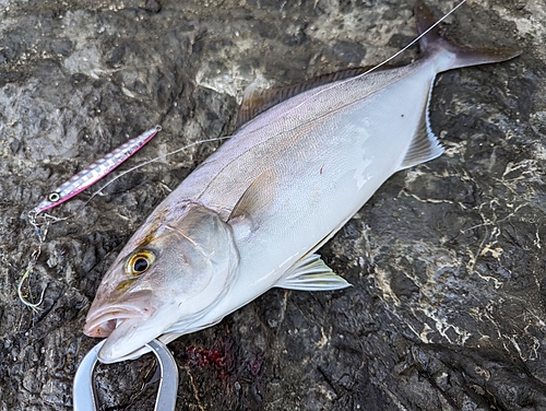 ショゴの釣果