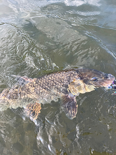 ニゴイの釣果