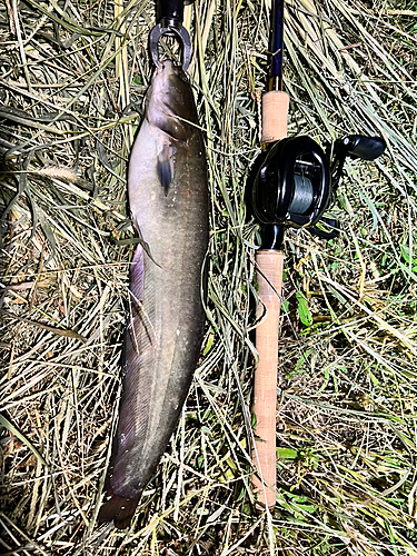 ニホンナマズの釣果