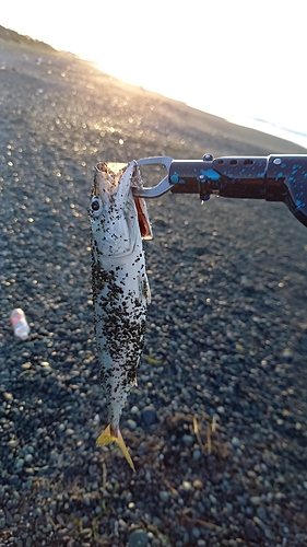 サバの釣果