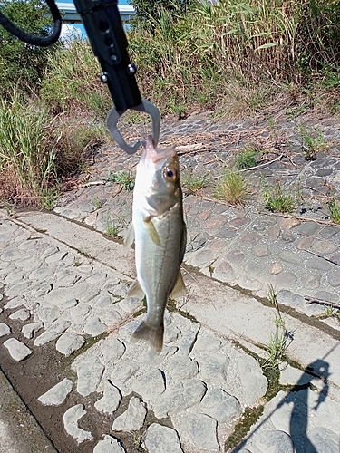 セイゴ（タイリクスズキ）の釣果