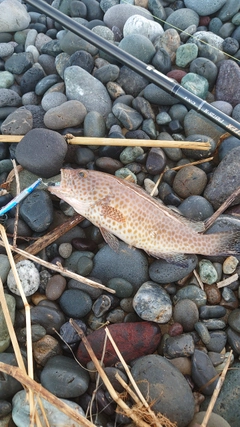 オオモンハタの釣果