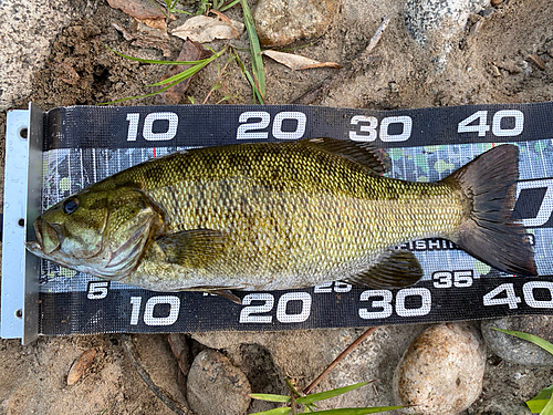 スモールマウスバスの釣果