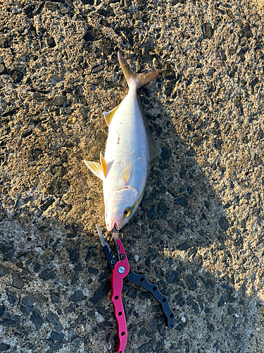 ショゴの釣果