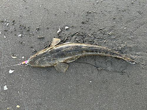 マゴチの釣果