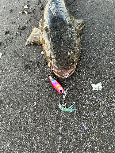 マゴチの釣果