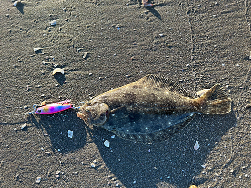 ソゲの釣果