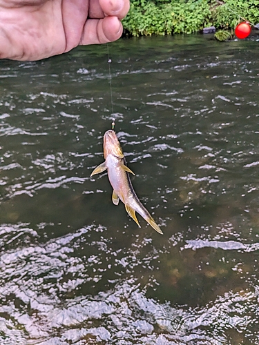 ウグイの釣果