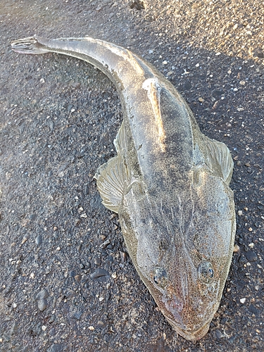 マゴチの釣果