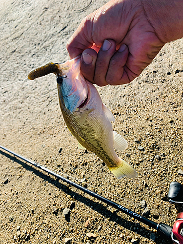 ラージマウスバスの釣果