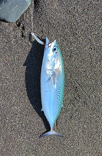 ヒラソウダの釣果