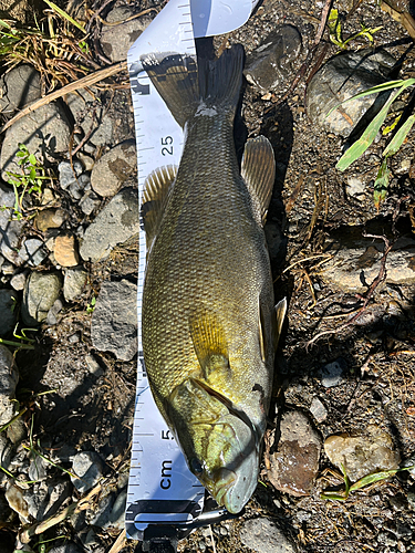 スモールマウスバスの釣果