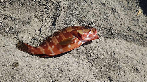 アカハタの釣果