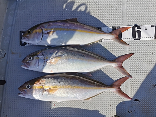 ネイリの釣果