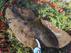 ツバクロエイの釣果