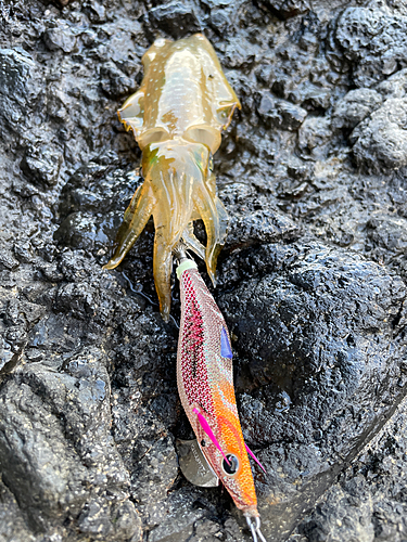 アオリイカの釣果