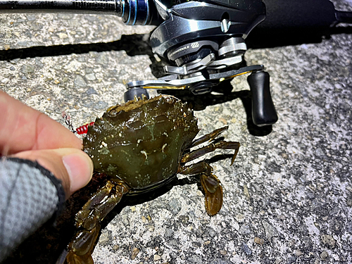 ガザミの釣果