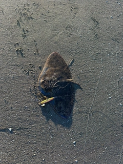 ツバクロエイの釣果