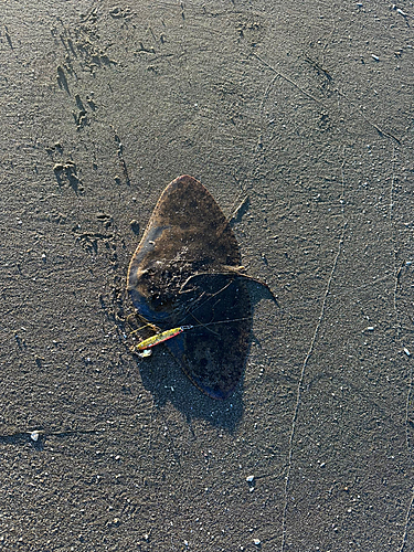 ツバクロエイの釣果