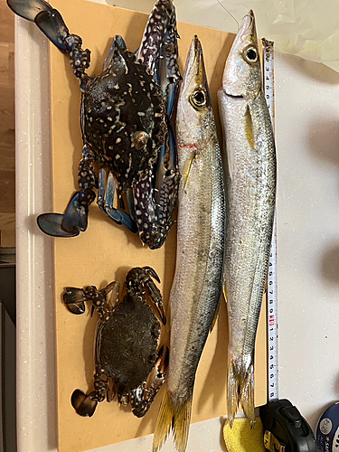 カマスの釣果