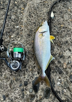 ショゴの釣果