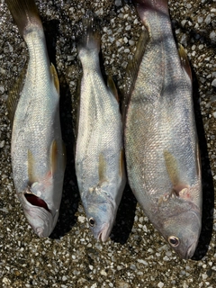 イシモチの釣果