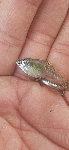 タイリクバラタナゴの釣果