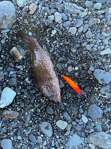 オオモンハタの釣果