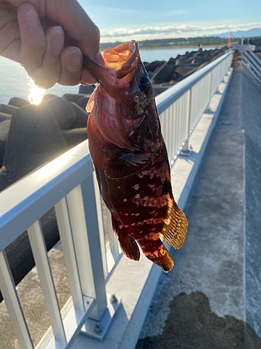 キジハタの釣果