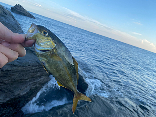 ショゴの釣果