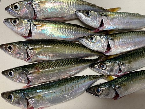 サバの釣果