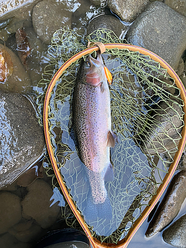 ニジマスの釣果