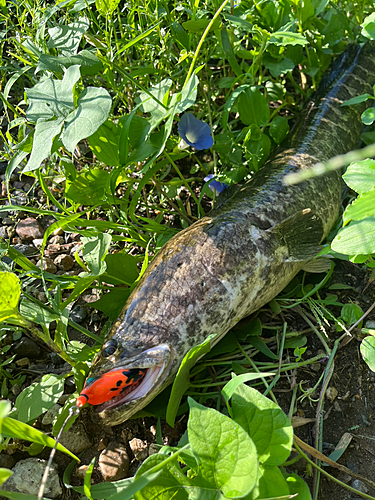 ライギョの釣果