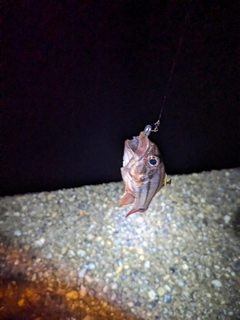 オオスジイシモチの釣果