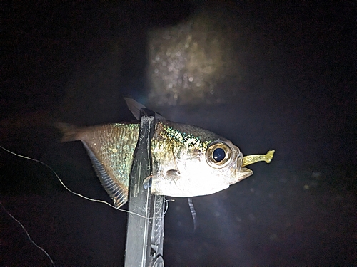 ハタンポの釣果