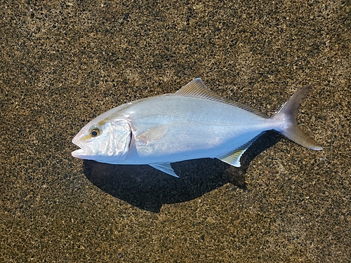 ショゴの釣果