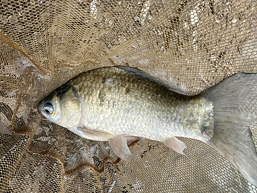 ヘラブナの釣果