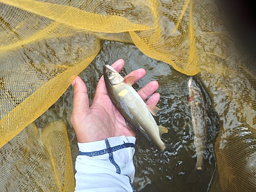 アユの釣果