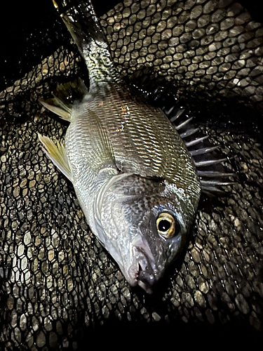 キビレの釣果