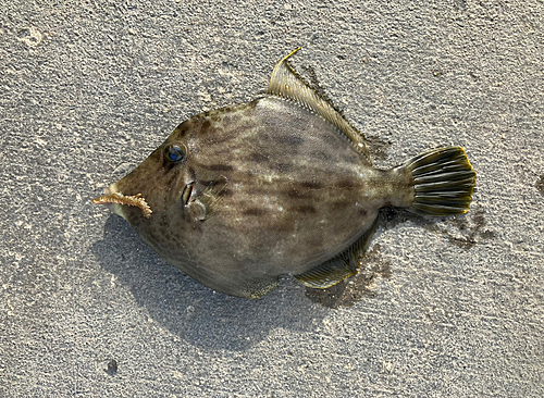 カワハギの釣果