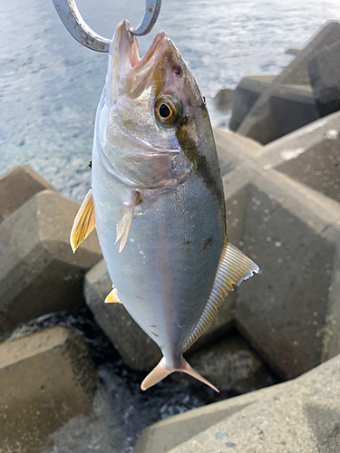 ショゴの釣果