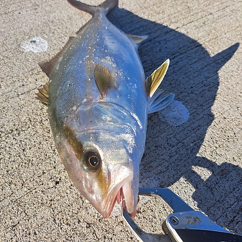 ショゴの釣果