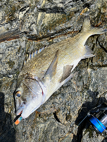 ミナミクロダイの釣果