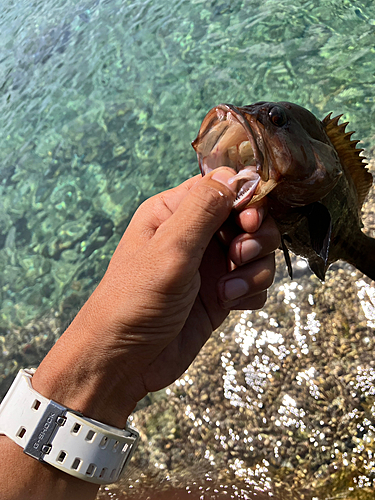 ヤミハタの釣果