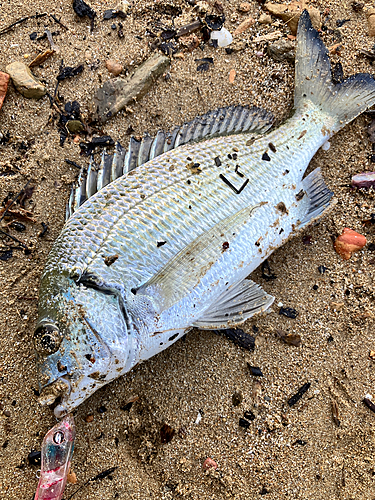 ミナミクロダイの釣果