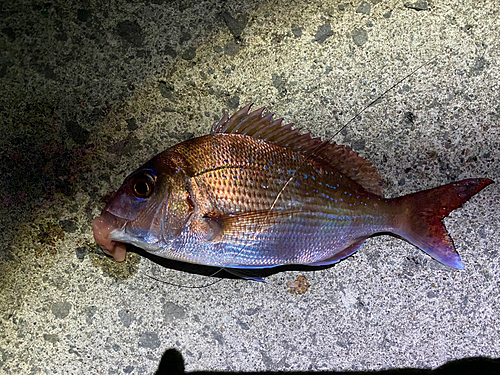 マダイの釣果